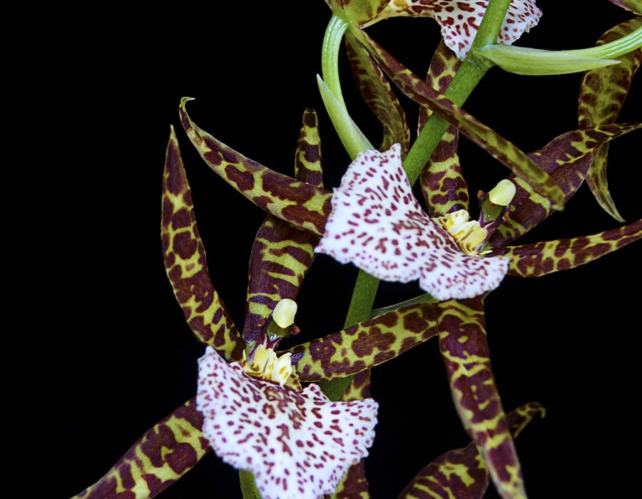Odontoglossum naevium, l'une des orchidées colombiennes | Colombie Voyage