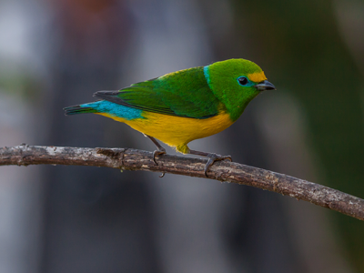 Bird Watching in colombia