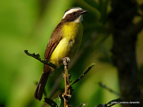Rusty-margined Flycatcher