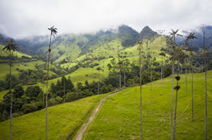 The cocora Valley Quindío Colombia Image of the cocora valley