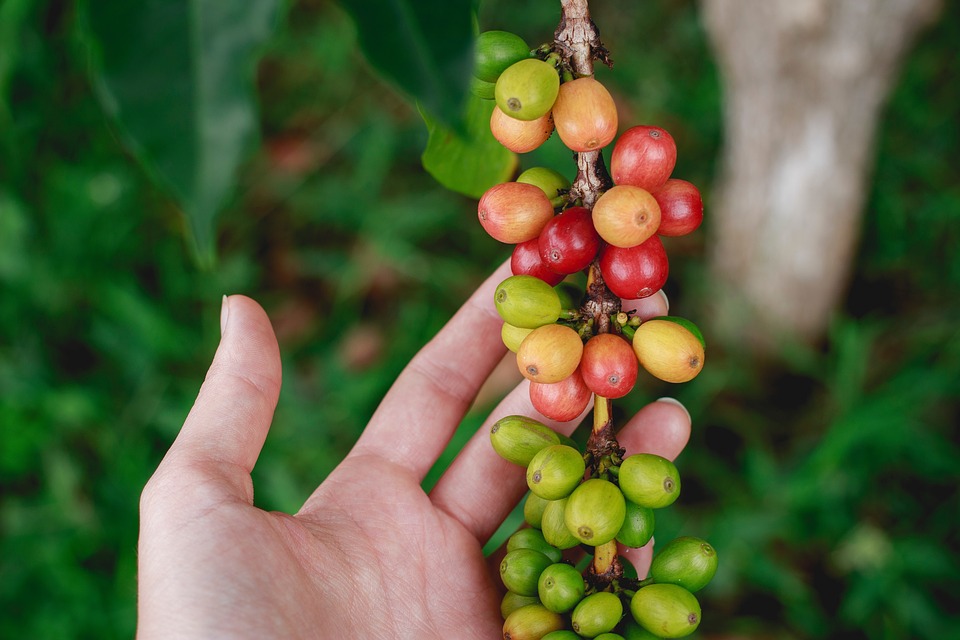 Coffee Image of a coffee farm in colombia