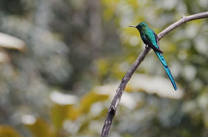 Image of a hummingbird in Cali