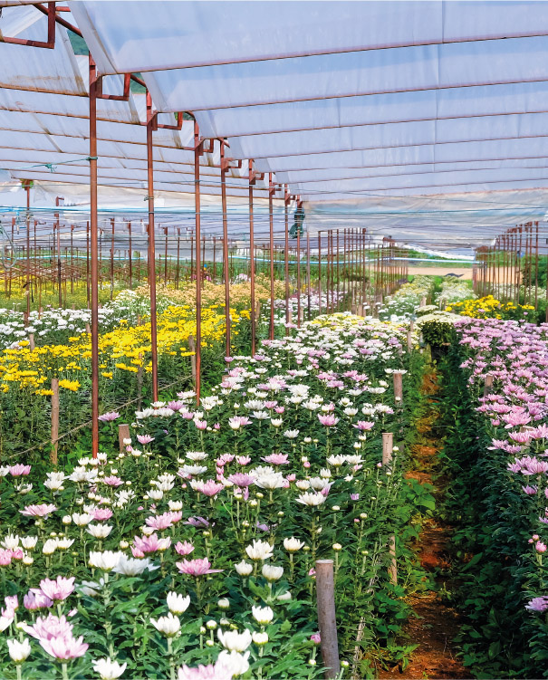 Serre avec des rangées de fleurs de différentes couleurs