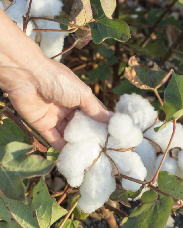 Worker with Colombian cotton.