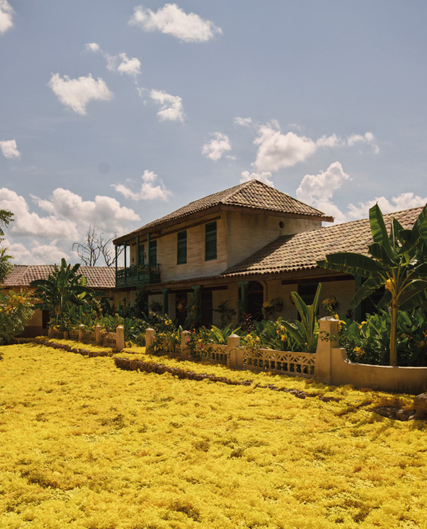 Colonial house surrounded by gardens with tropical plants and a covered field.