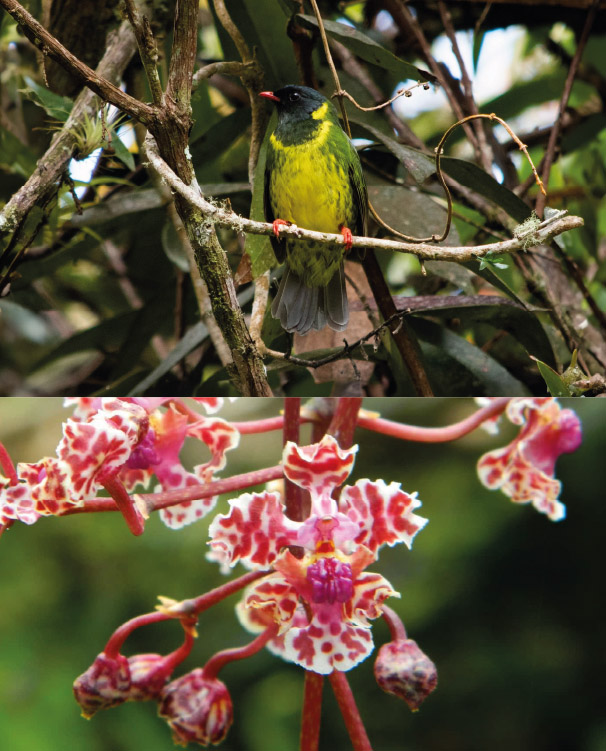 Exploring the flora and fauna of Tolima, Colombia.