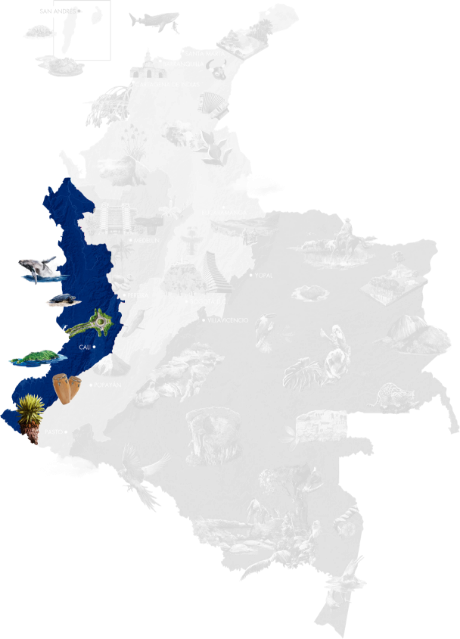 Map of Colombia with the Pacific region highlighted in dark blue, including marine wildlife such as whales, beaches, the city of Cali, jungle biodiversity, and coastal cultural elements.