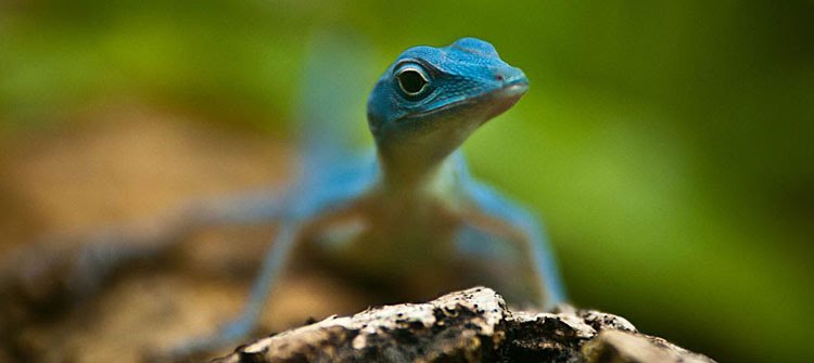 Meet the blue lizards that inhabit the Colombian Amazon