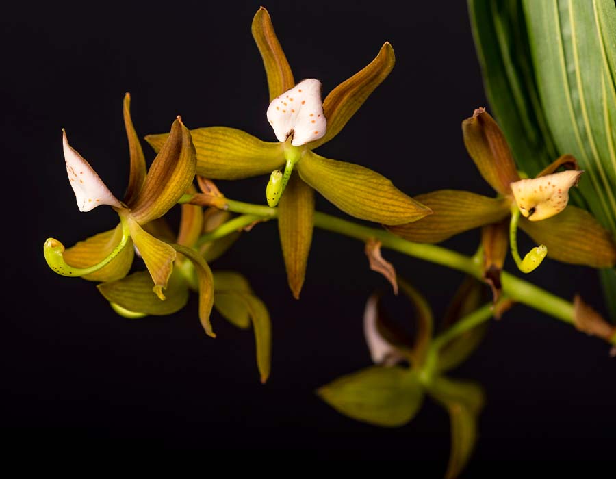 Odontoglossum naevium, una de las orquídeas colombianas | Colombia Travel