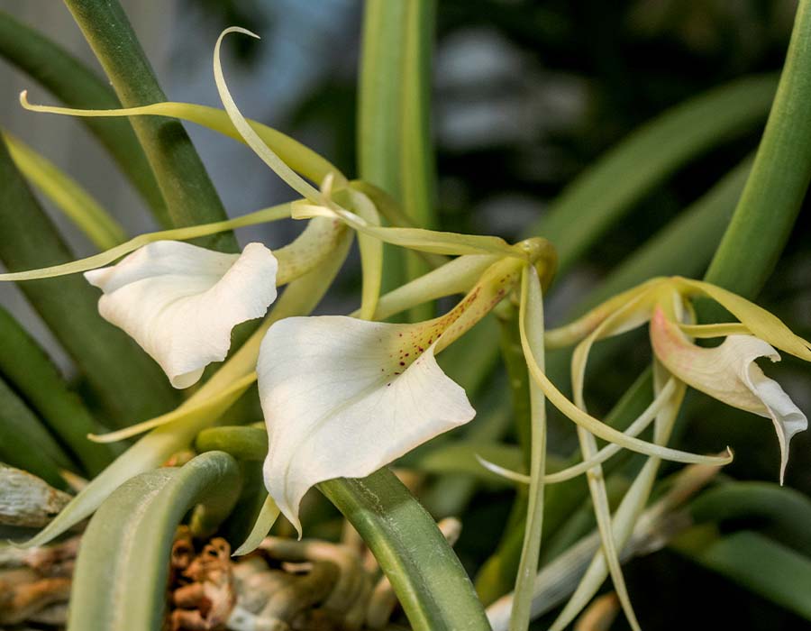 Brassavola nodosa, one of the Colombian orchids | Colombia Travel