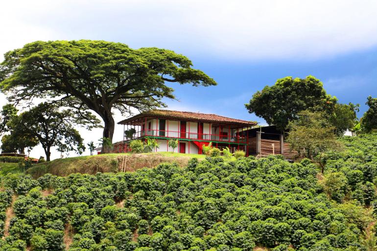 Das Cocora-Tal, Quindío, Kolumbien