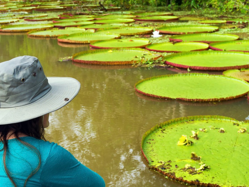 A tourist looks at the Victoria Amazonica, during her family holiday.