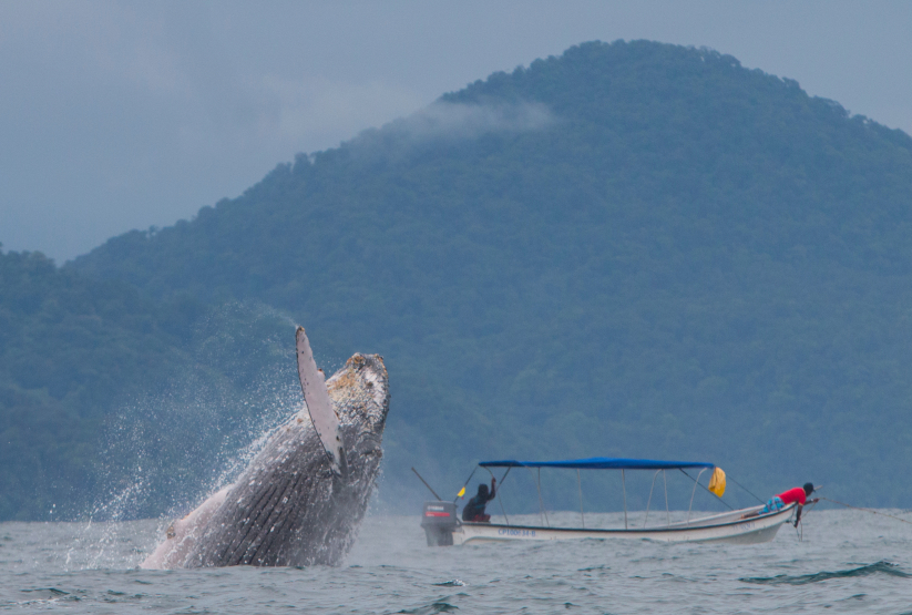 Humpback whale off the coast of Nuquí, Colombia