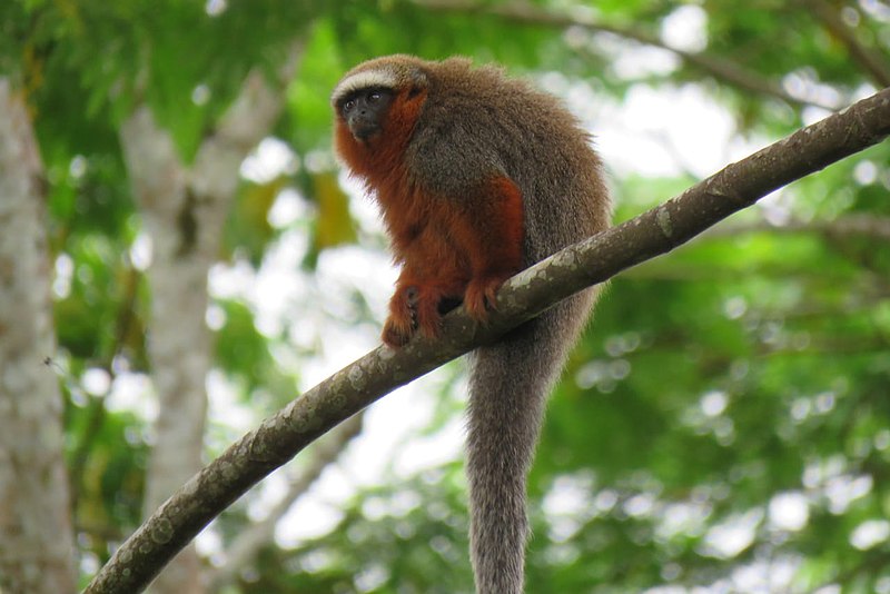 Meet the ornate titis that inhabit the Colombian Amazon