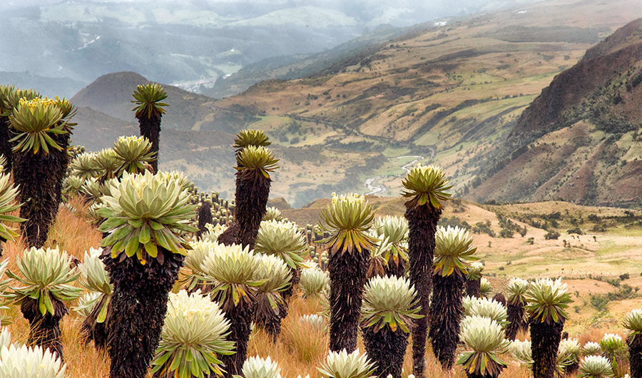 Observe the frailejones of Chingaza National Park when doing ecotourism