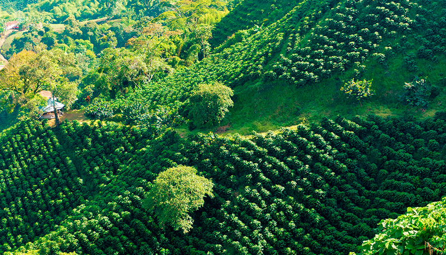 Paisaje cultural cafetero