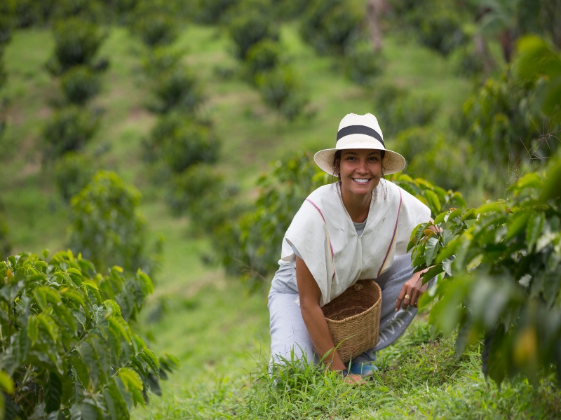 Durante un día soleado mujer recoge granos de café, una actividad genial para mejor el bienestar físico.