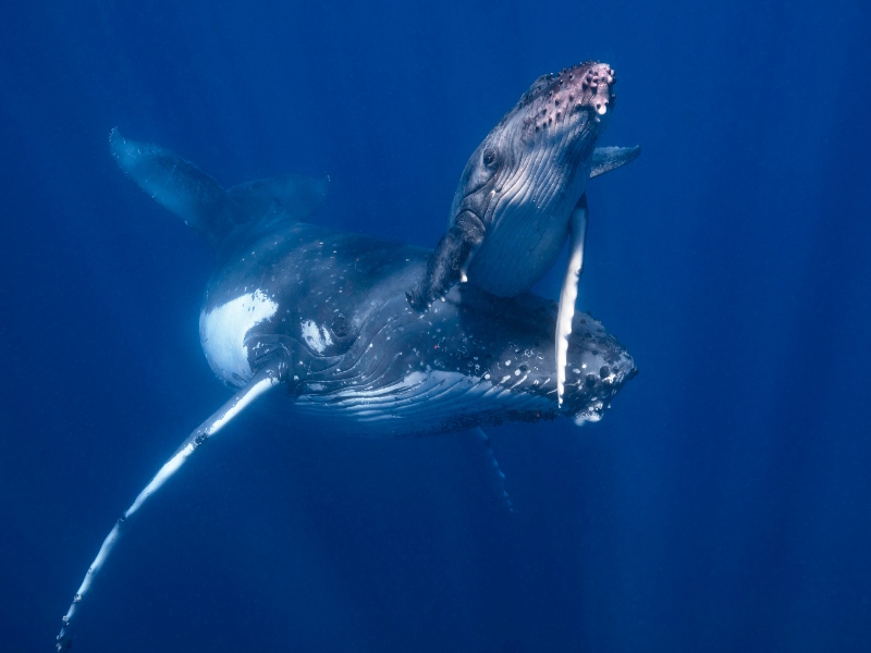 Avistamiento de ballenas, Bahía Solano.