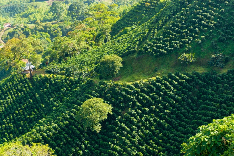 Paisaje cafetero