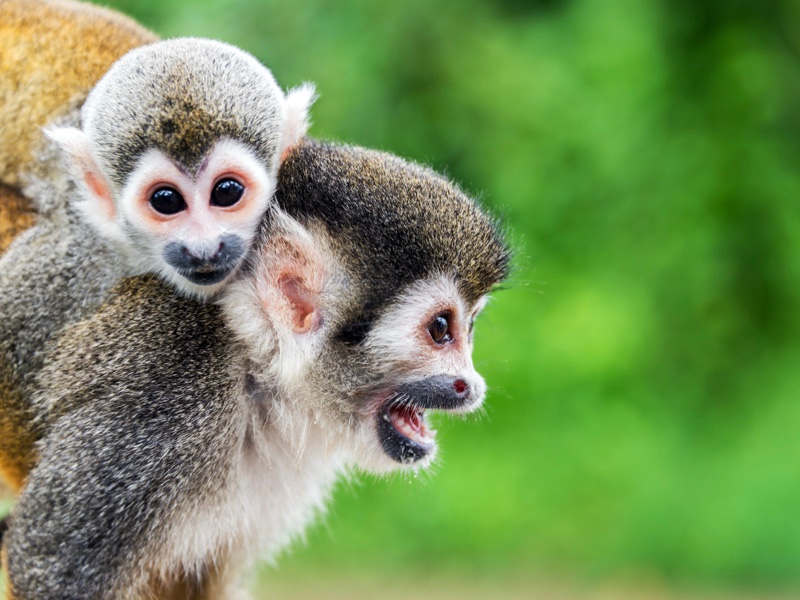 Find squirrel monkeys on your family holiday.