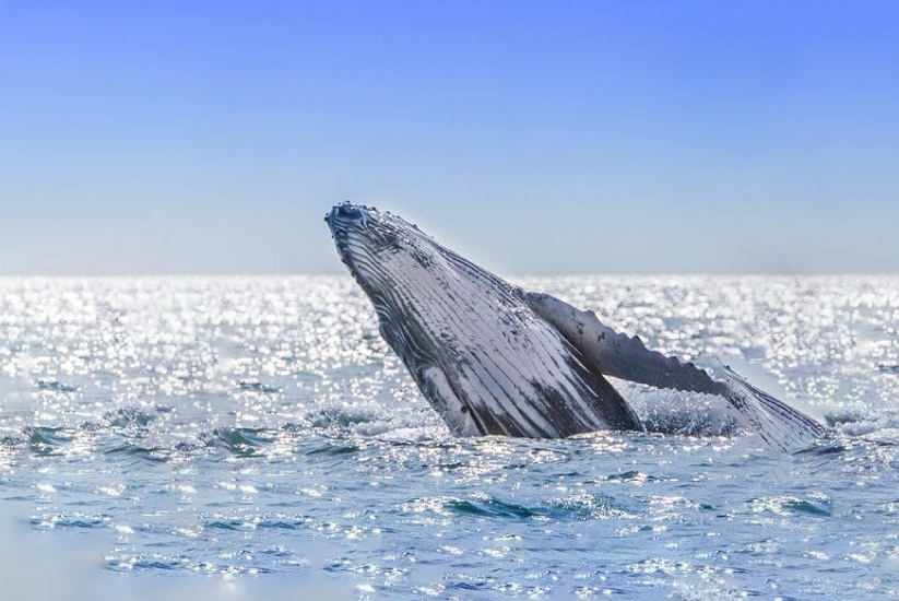 Avistamiento de ballenas en el Pacífico colombiano. 