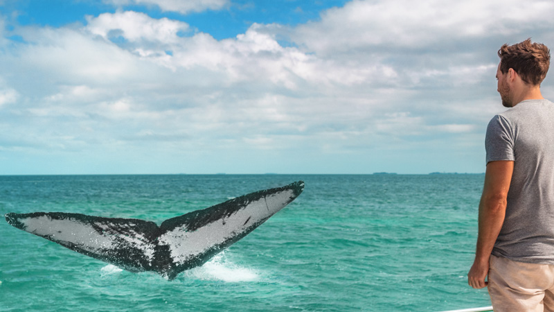 Humpback whales in the Colombian Pacific