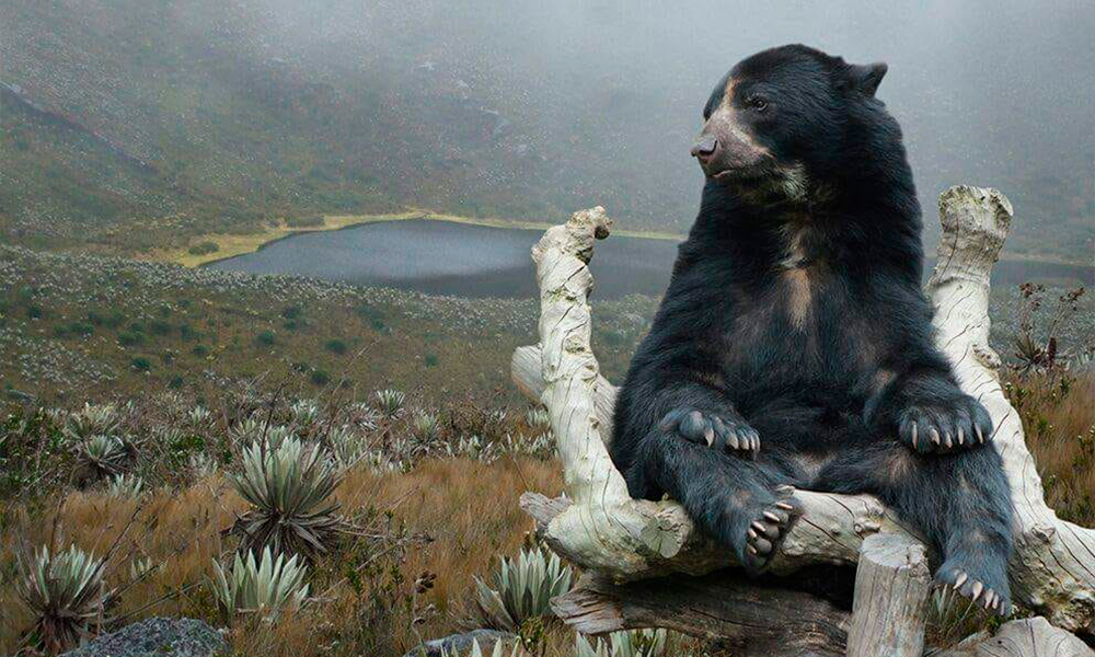 Oso de anteojos (stepectacled bear) in a Colombian paramo 