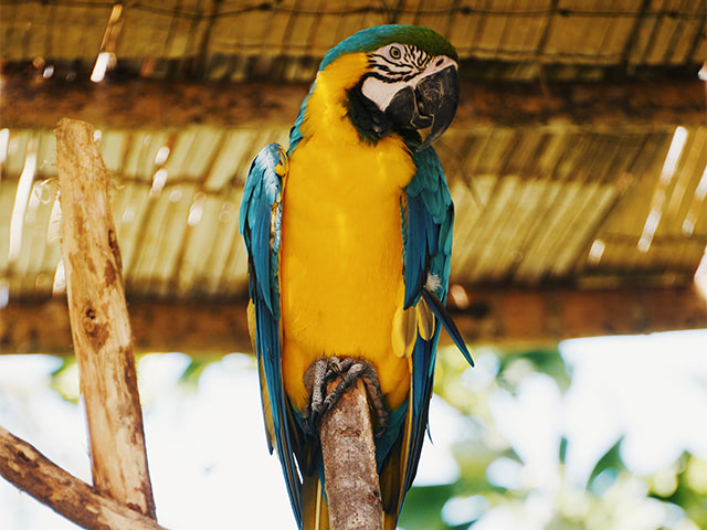 a parrot on a perch under a palm roof.