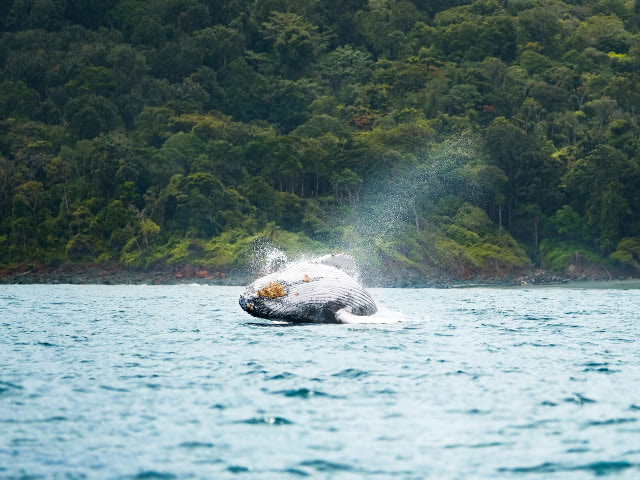 humpback whale jumping in the sea in bahia solano.