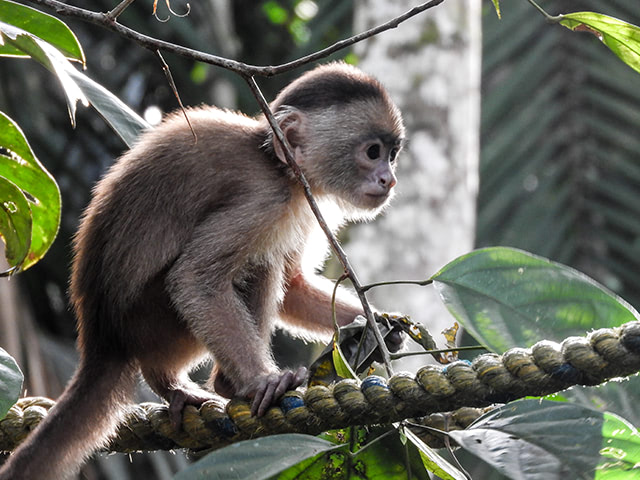 a titi monkey on a branch amid leaves.