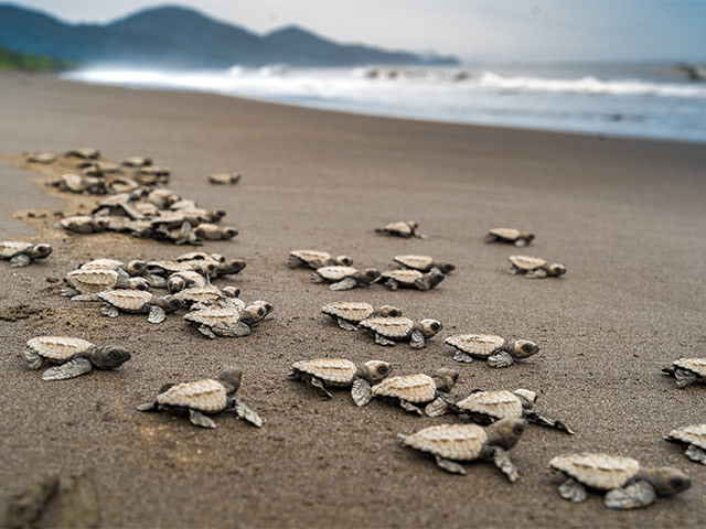 sea turtles make their way to the ocean.