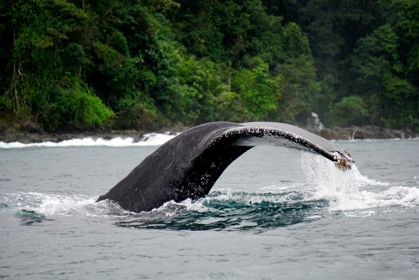 Nuquí is just one of the many beaches in Chocó