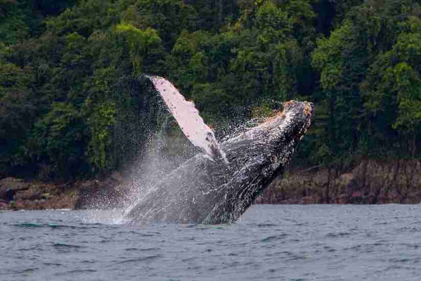Avistamiento de ballenas.