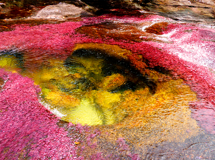 Caño Cristales the river of the seven colors of Colombia