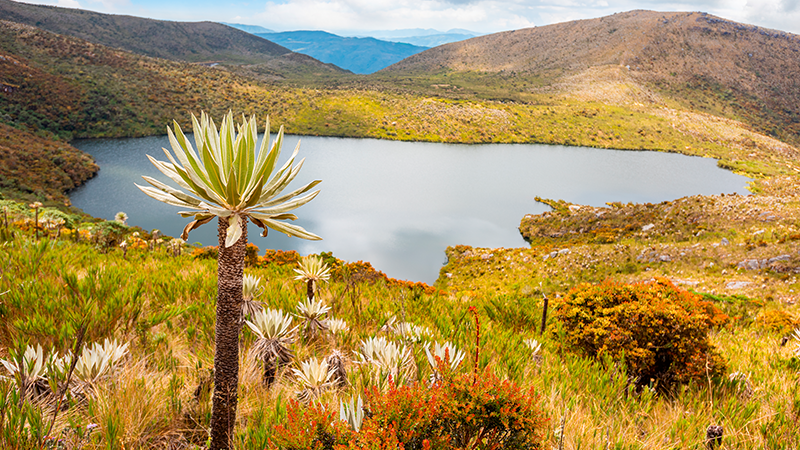 Experience the paramo ecosystem in Chingaza National Natural Park, Colombia