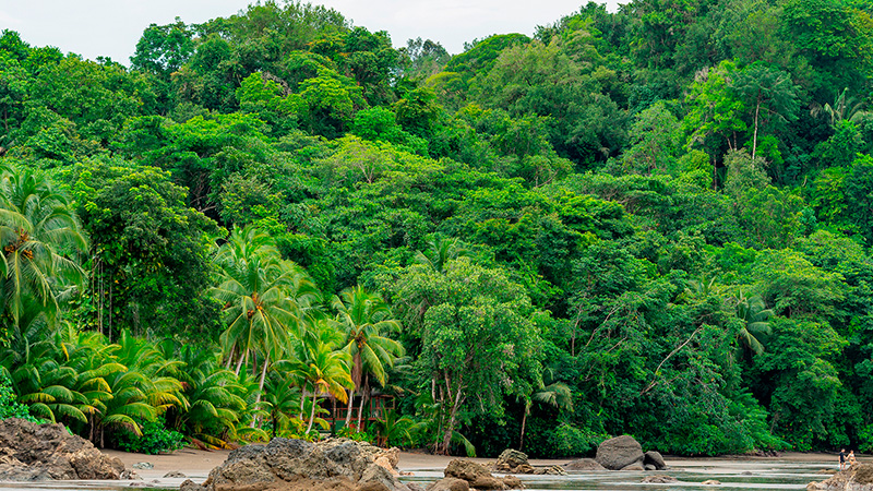 Lush vegetation on the beach of Nuquí where you can enjoy rural tourism.