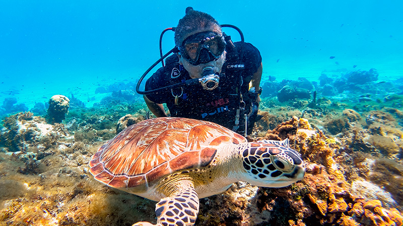 Una persona se encuentra una tortuga mientras bucea. Un producto de turismo mindfulness.