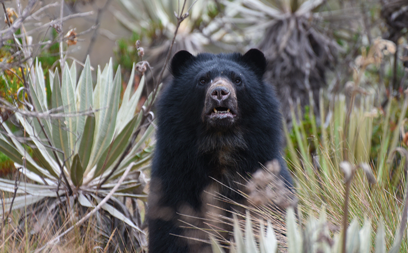 Andean Bear in the middle of the Paramo of Chingaza's vegetation