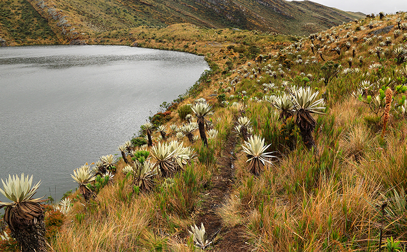 Siecha Lake, sacred place for the Muisca indians, surrounded by frailejones