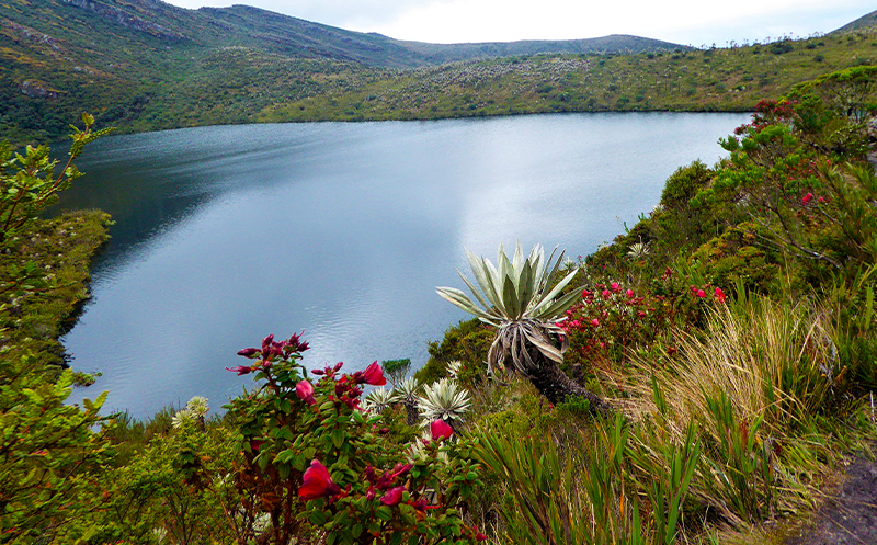Chingaza Lake is surrounded by colorful and unique vegetable species
