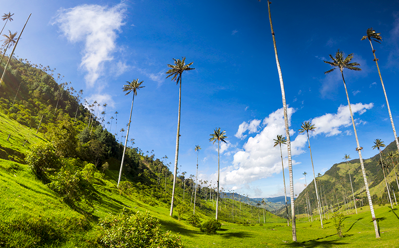 Walking through the wax palms trees in one of the activities to do in Colombia