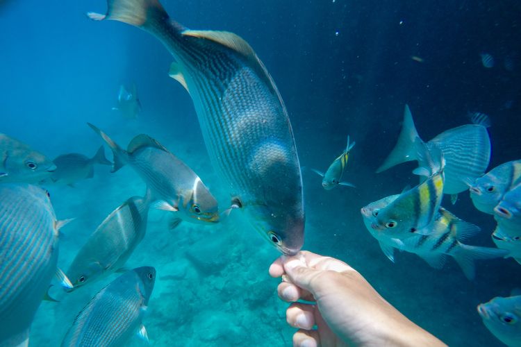 Fish in San Andrés, Colombia