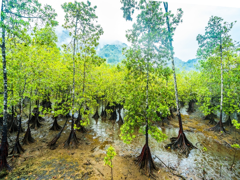 Árboles de manglares del Parque Nacional Utría en Bahía Solano