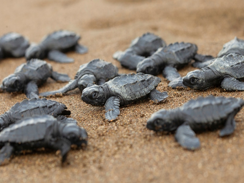 Una manada de tortugas marinas recién nacidas que se dirigen hacia el mar en Acandí.