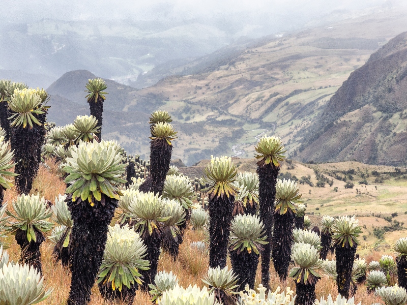 Vista de los páramos del Parque Nacional El Cocuy, excelente destino para hacer turismo alternativo.