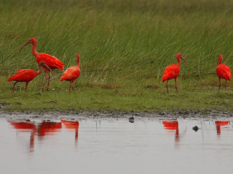 Vista de un grupo de ibis escarlata en los Llanos Orientales, uno de los destinos de Colombia.