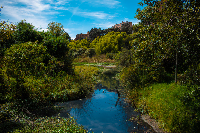 Nature of Córdoba Wetland in Bogotá