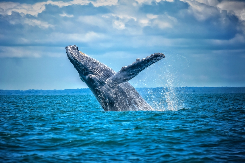 Avistamiento de ballenas en el Pacífico Colombiano.