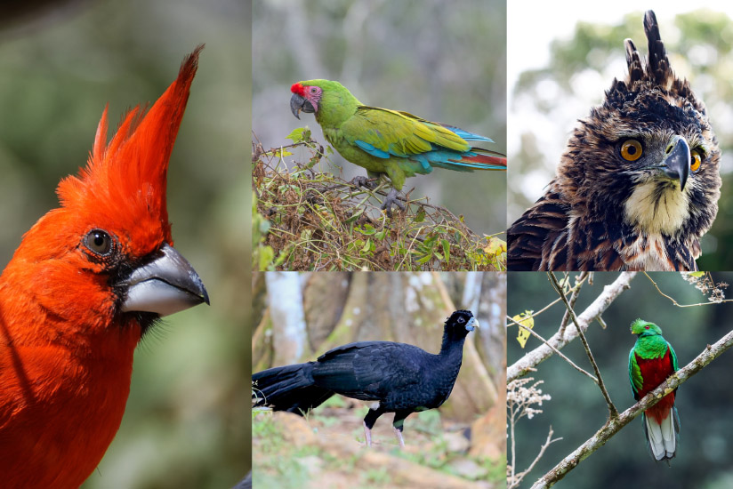 Vermilion Cardinal (Cardinalis phoeniceus) (Left). Photo Jean Marc. Military Macaw (Ara militaris) (Top center). Photo Juan Miguel Artigas. Blue-billed Curassow (Crax alberti) (Bottom center). Photo Janos Olah. Ornate Hawk-Eagle (Spizaetus ornatus) (Top right). Photo Santiago Restrepo.  Crested Quetzal (Pharomachrus antisianus) (Bottom right). 