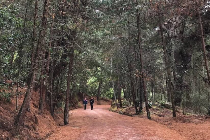 Bosque de Pinos – Cerros Orientales 